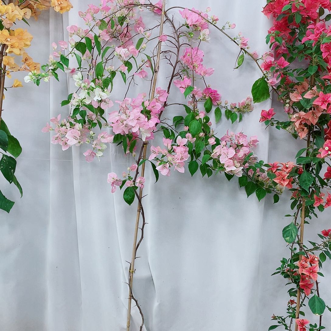 完全开放广红樱118米