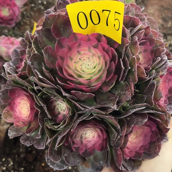 多肉植物荔枝0075