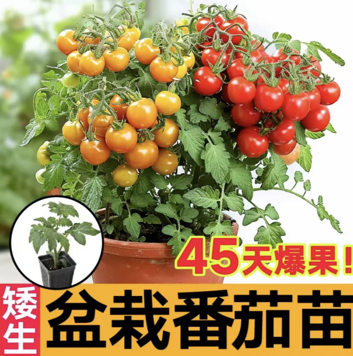 【山东寿光对版矮生小番茄】基地直发小院阳台家庭种植