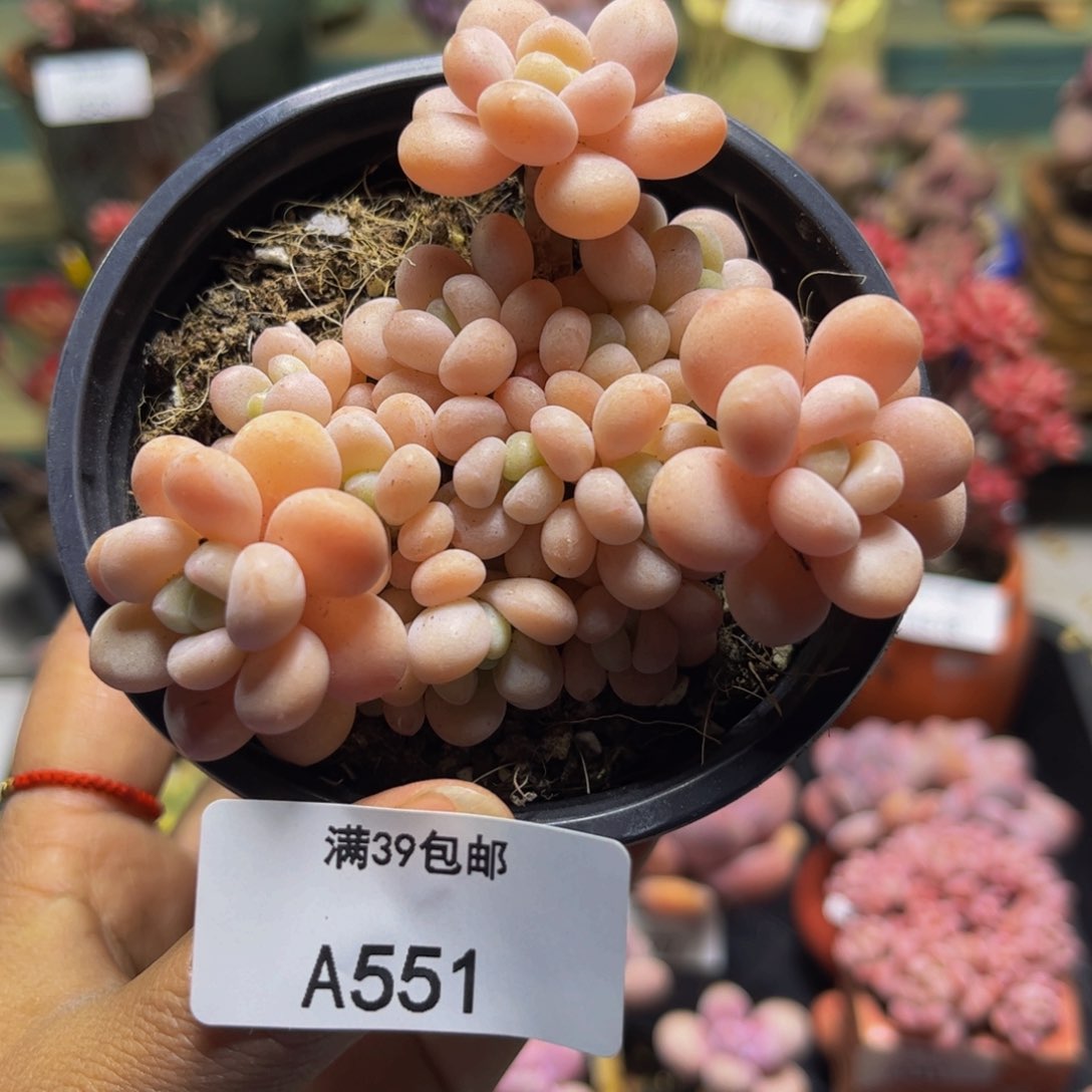 洛可可551/7cm多肉