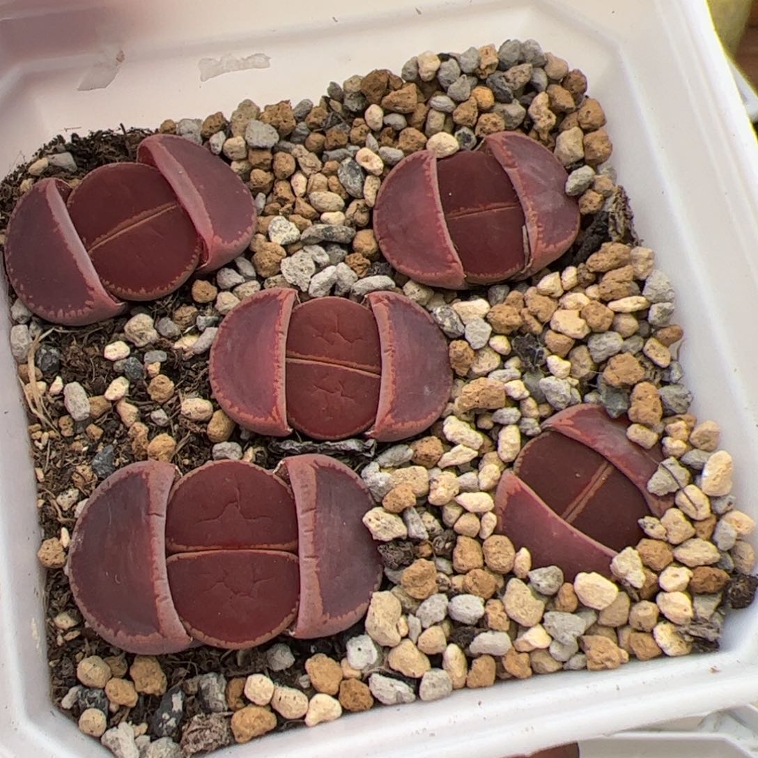 蓝*0197号ko 5颗 多肉植物