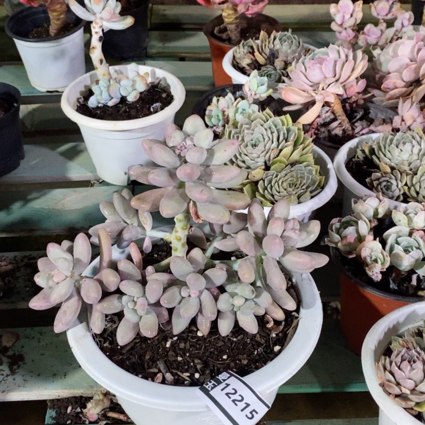 【闪购商品】粉色恋人12215