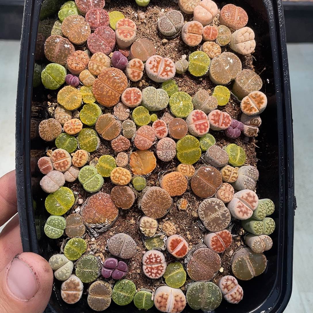 当天凑满十八元包邮生石花