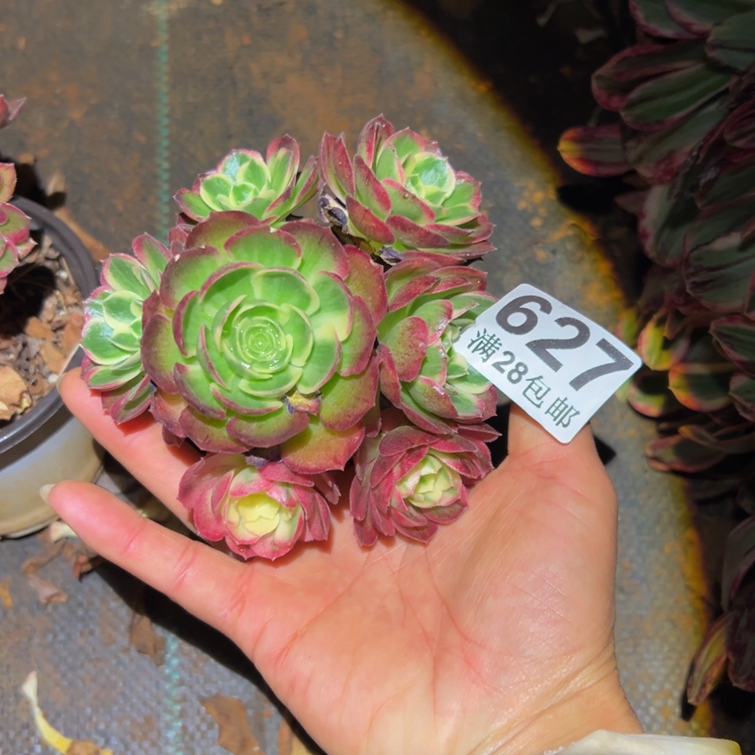 恍***梦多肉植物627无售后