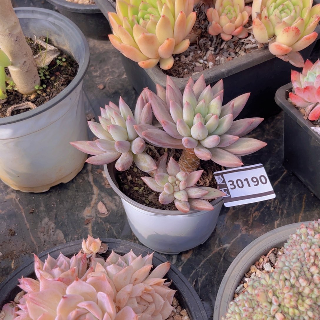 水晶球多肉植物30190