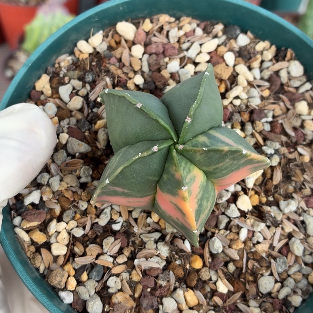 取***舍无花朵鸾凤玉锦！！！！！