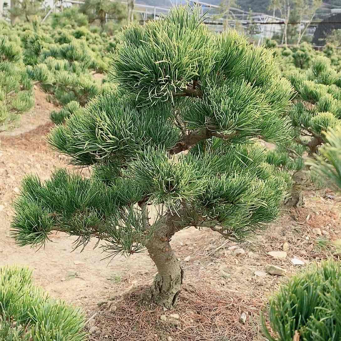 【闪购商品】无花朵明*弟松