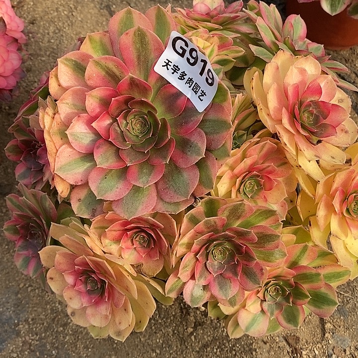多肉植物雨菏919多肉