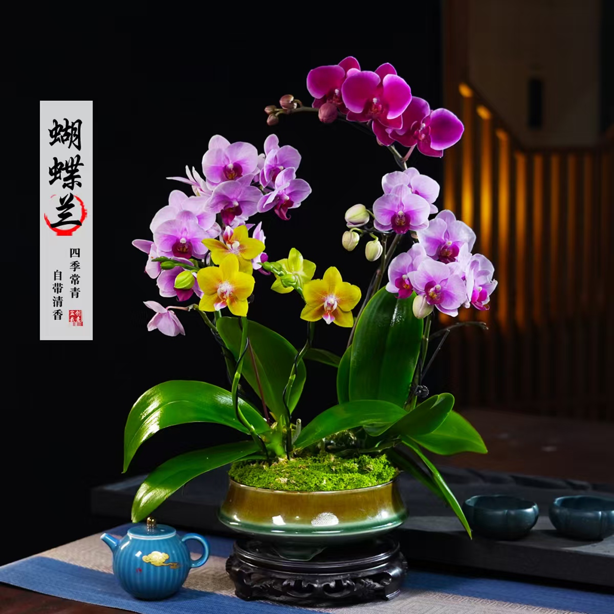 宝贝香山彼自豪蝴蝶兰盆栽四季常青花卉茶桌面净化空气花办公绿植