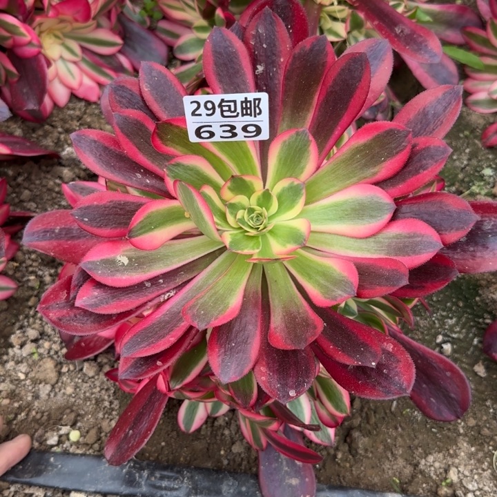美杜……多肉植物……