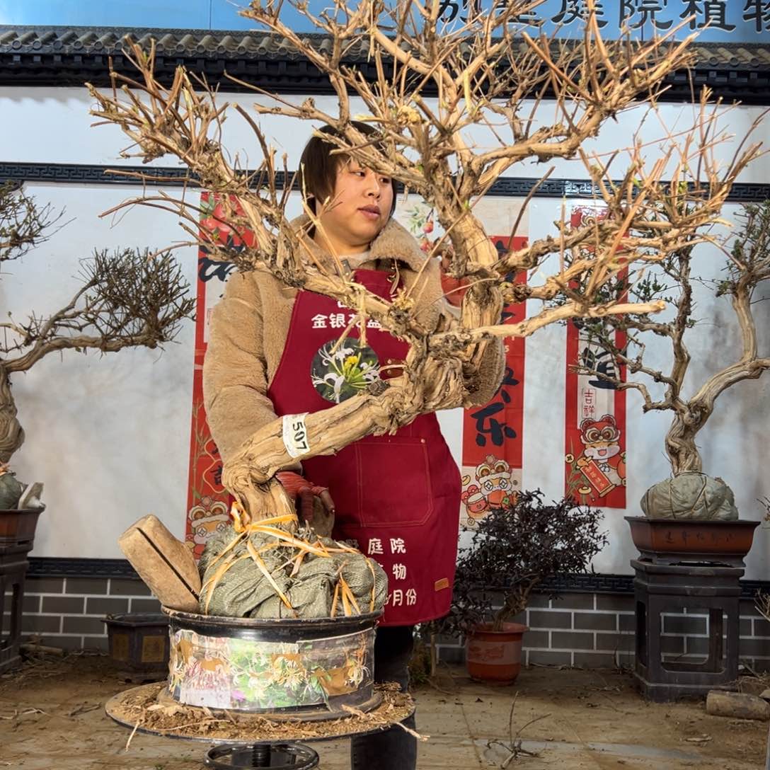 金银花88888888888888