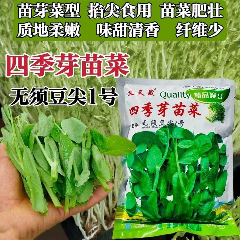 四季芽苗菜种子无须豆尖号清香柔嫩无纤维农家阳台盆栽蔬菜种子