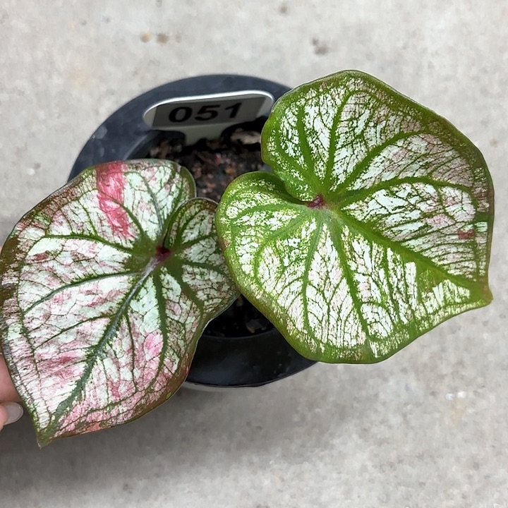 51-0212彩叶芋广东现货