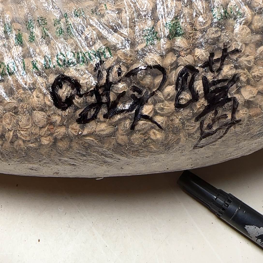 哦***啊吊坠柏香籽/百香籽