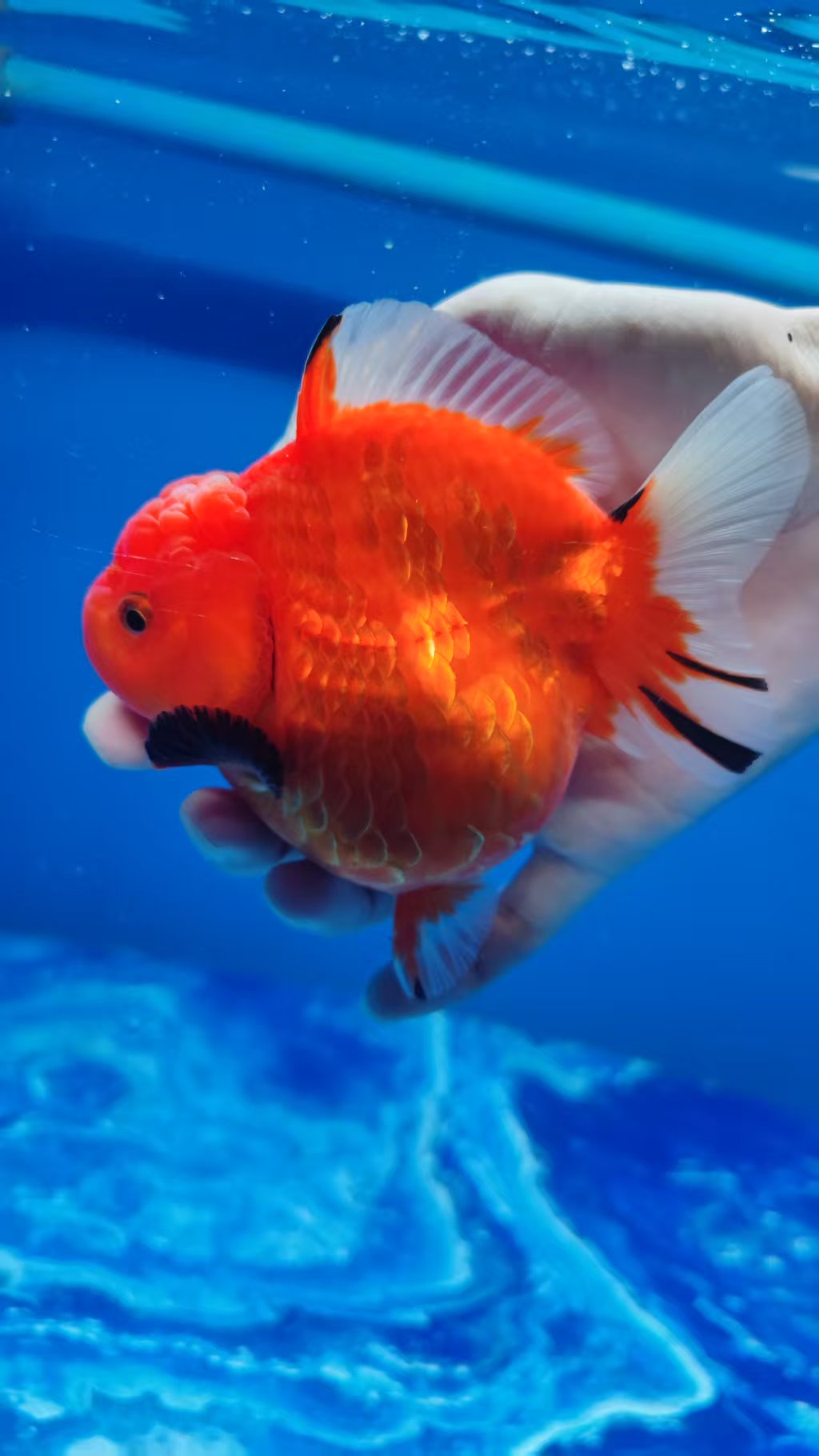 金鱼观赏鱼百褶泰狮将军泰狮