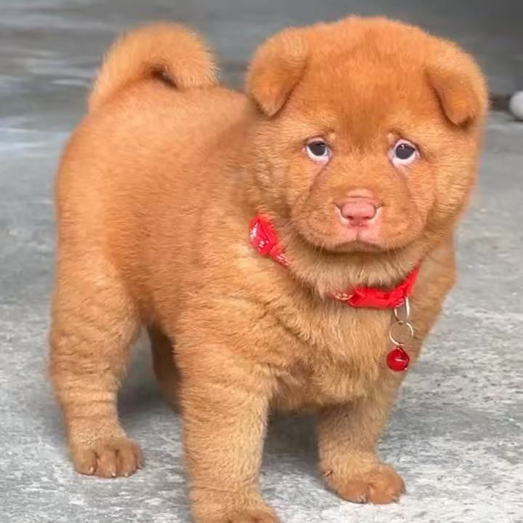 广西田园犬（五红、五黒、黄狗白面）一物一拍