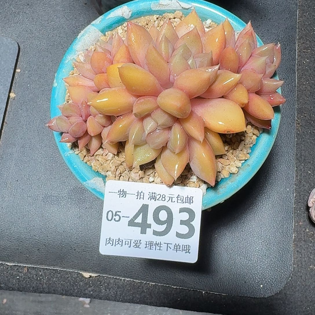 红象牙无盆土发货无盆