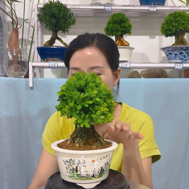 勇***者无花朵黄杨一物一拍黄杨