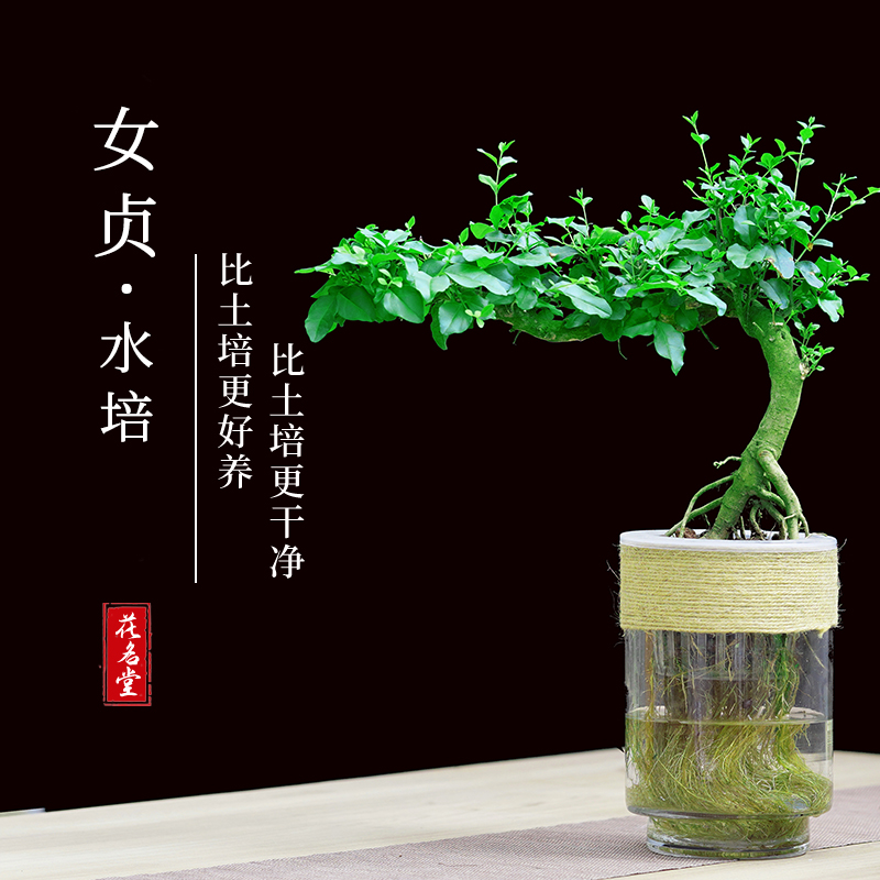 水培小叶女贞盆景毛叶丁香飘枝造型