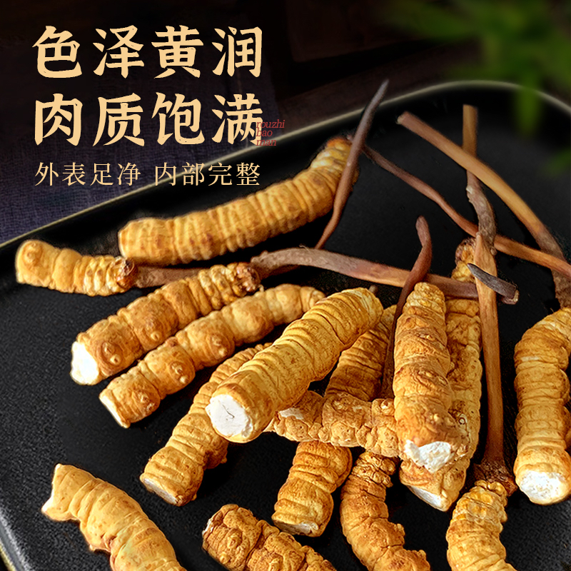 藏地九哥【鲜断草20克】高品质冬虫夏草鲜断草滋补养生