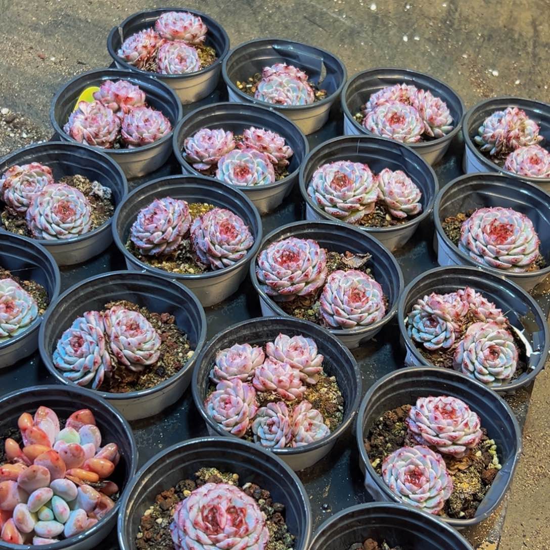 060多肉葡萄的味道是真的很