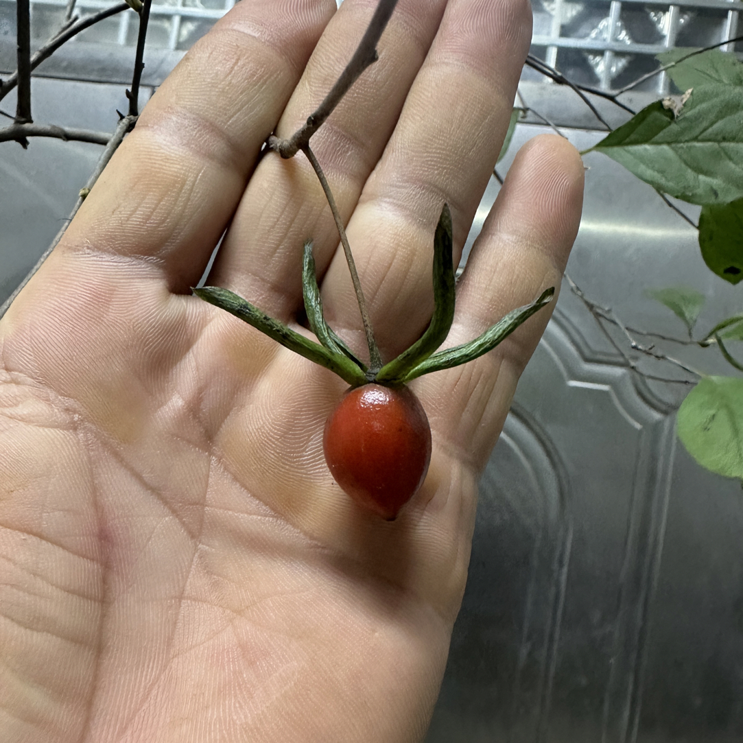 老鸦柿盆栽素材直播付款专用