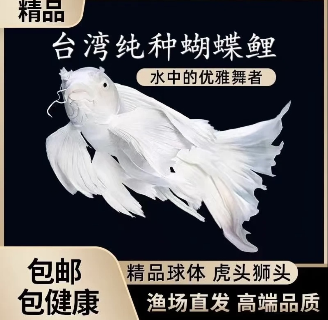 精品蝴蝶鲤鱼台系纯种白色短球体观赏鱼养殖饲赛级养活体耐活混养