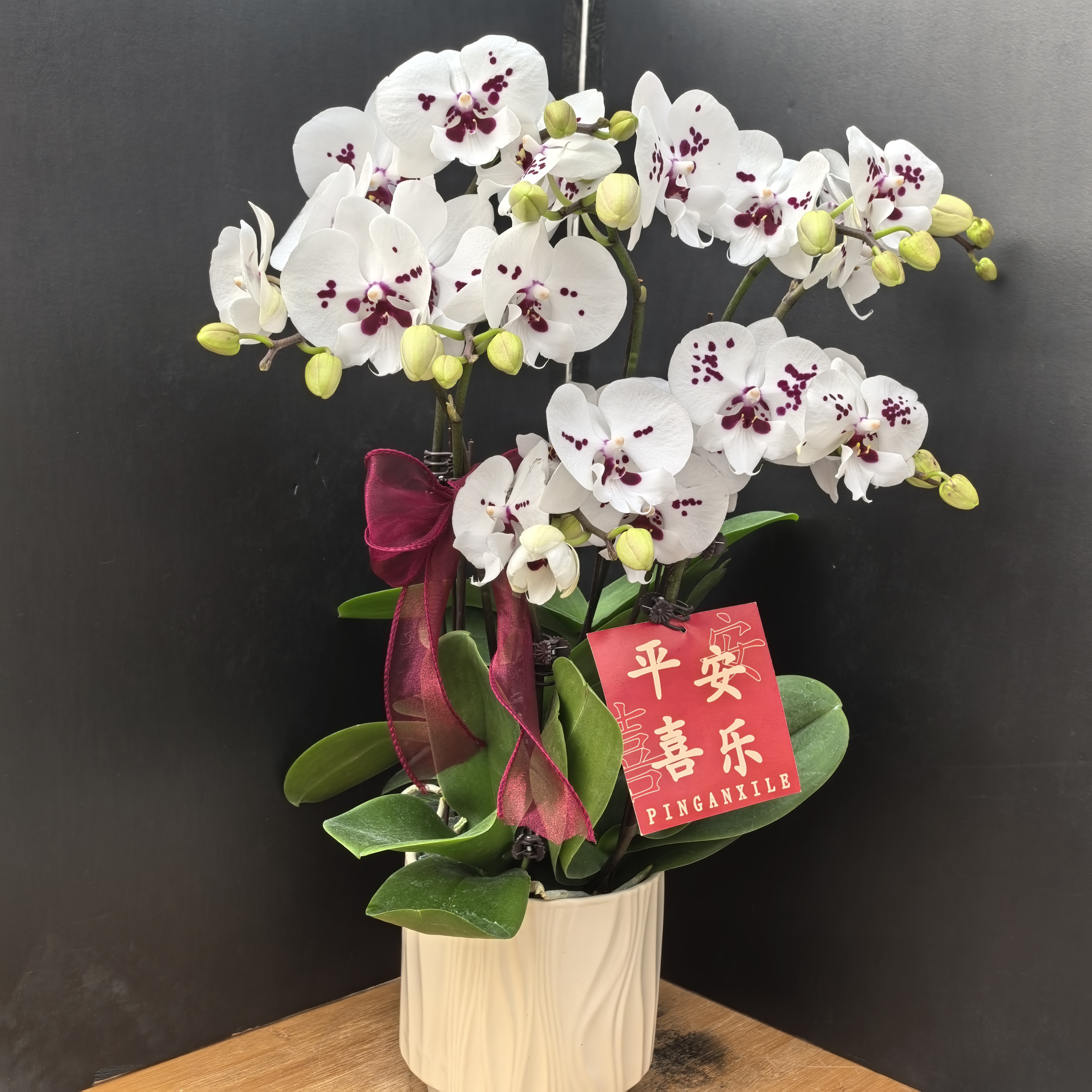 蝴蝶兰《星辰》精品稀有色系  耐养易活 花期长
