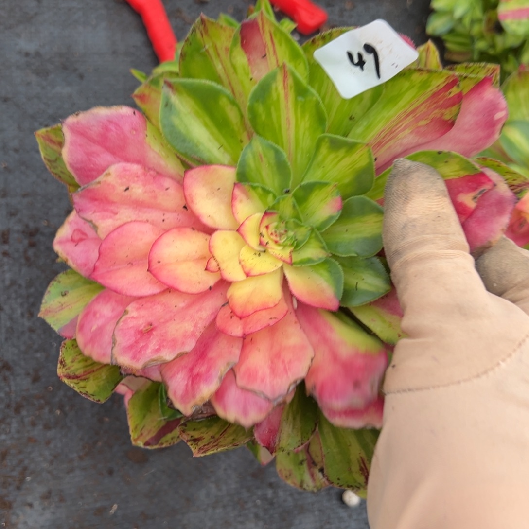 肉***君49知否无根多肉嘻嘻嘻