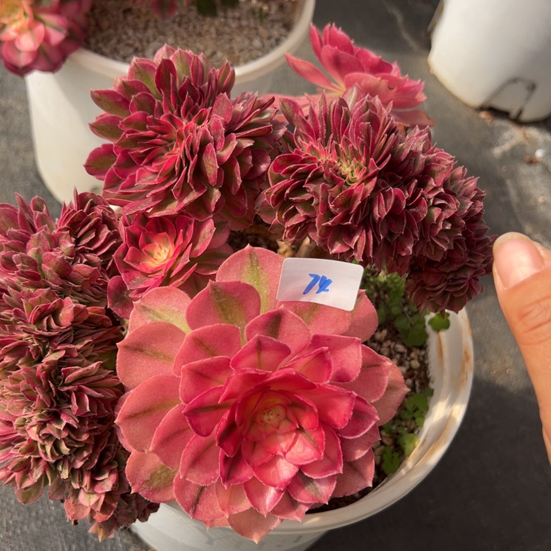 74荔枝缀多肉椅子紫