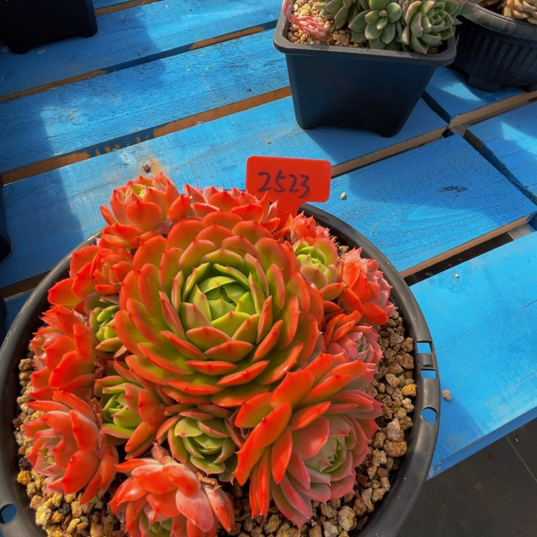 ****꧂2523上午多肉植物群生