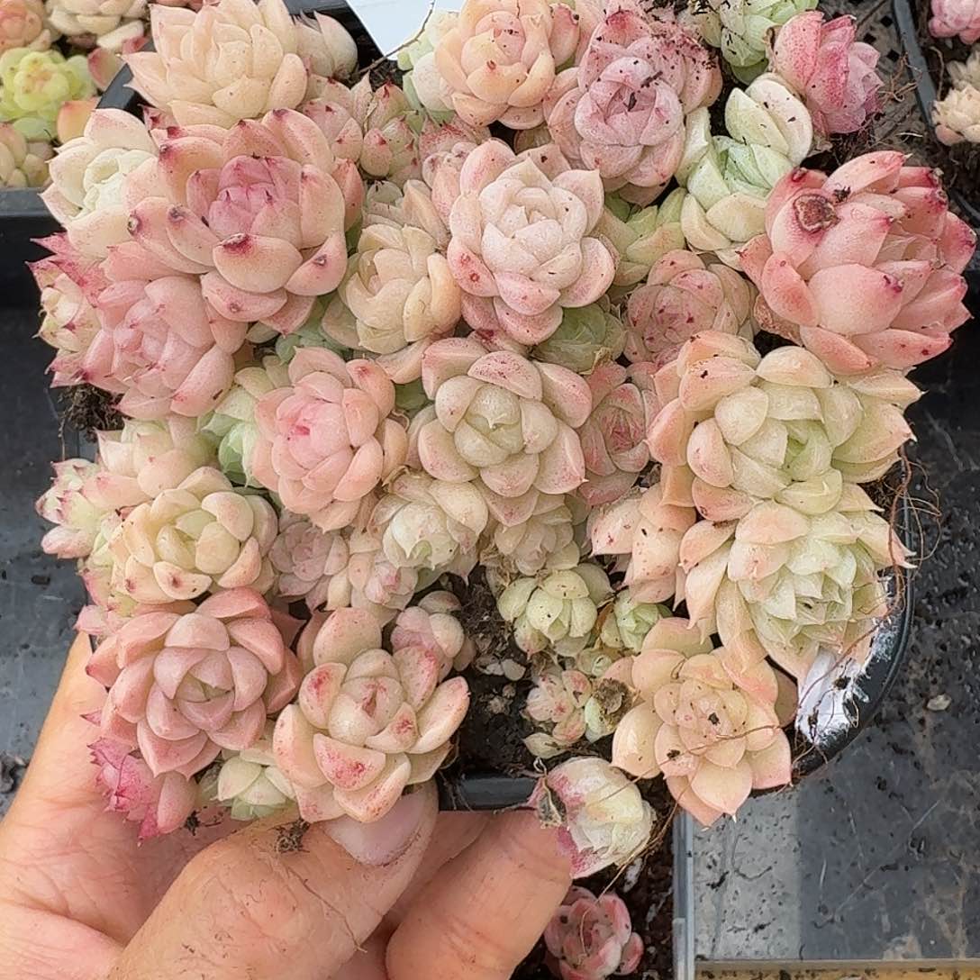 杂交新品珍妮多肉1438