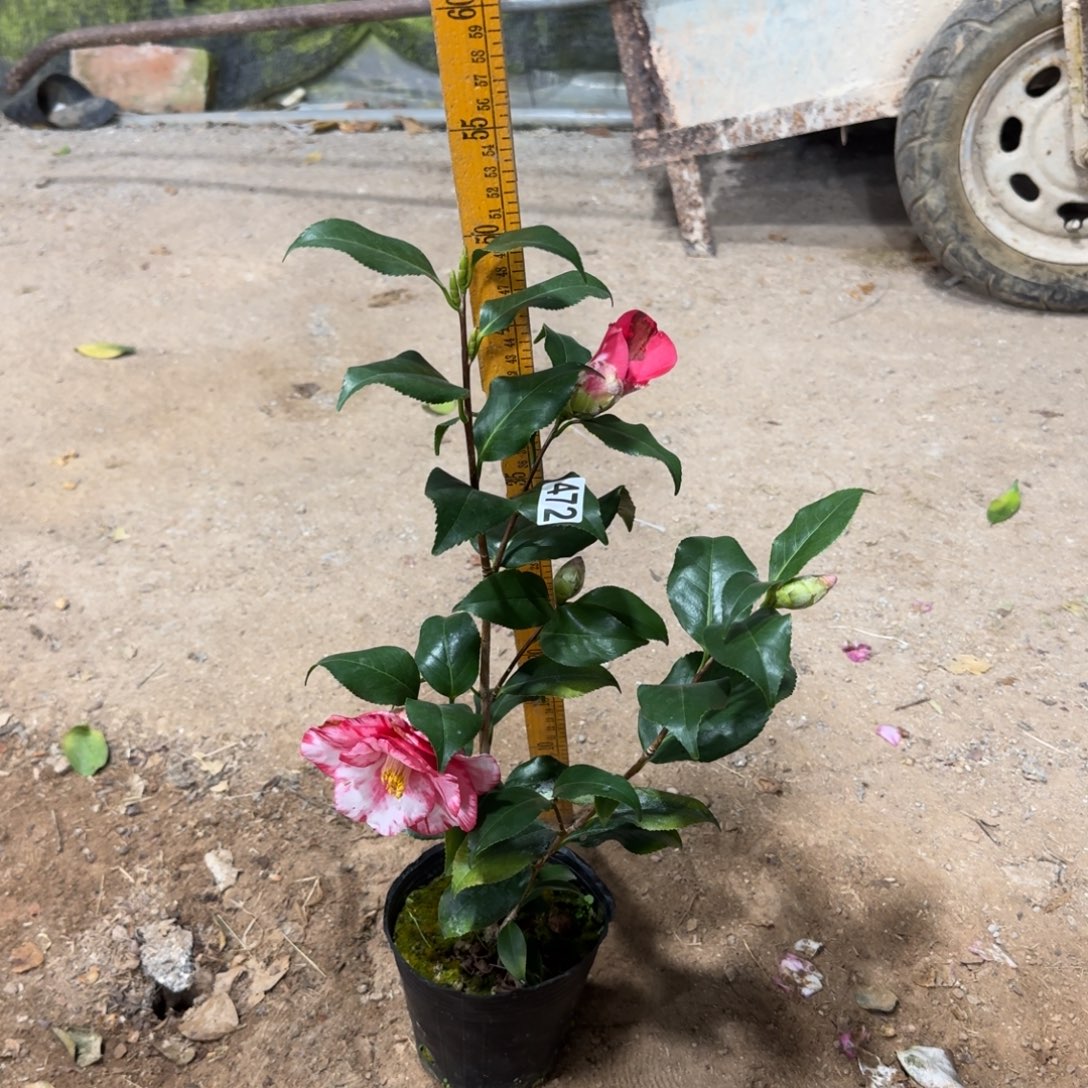 少量花朵（建议范围：2朵-5朵 或40%以下）472双色佐渡红覆轮