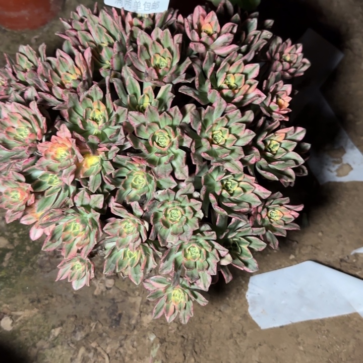 8762甜茶多肉植物