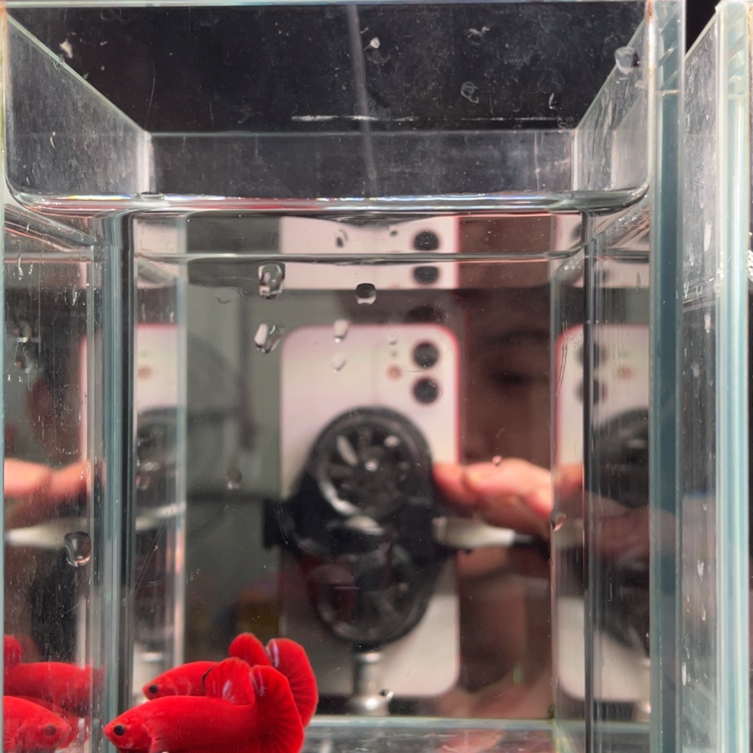 斗鱼印尼精品斗鱼89