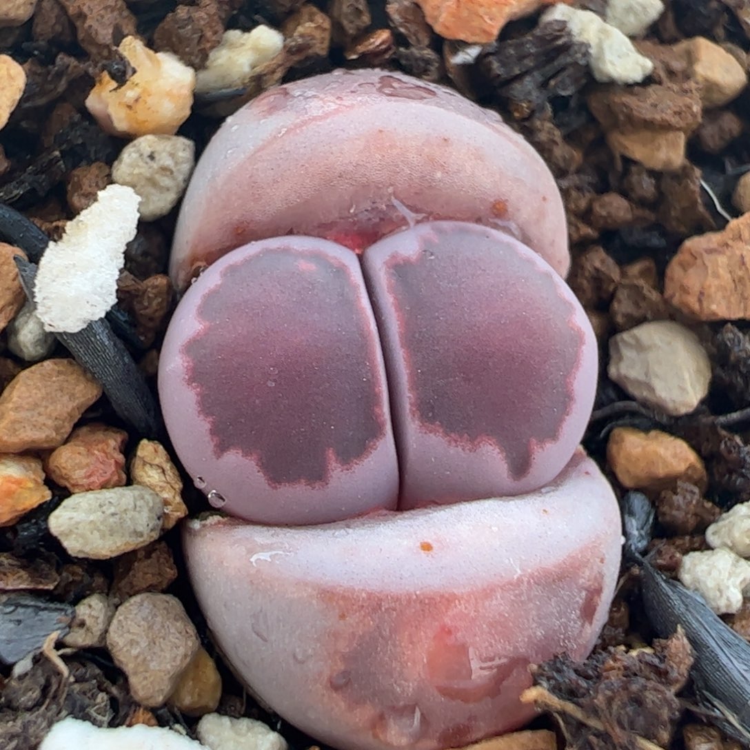 663多肉植物百科