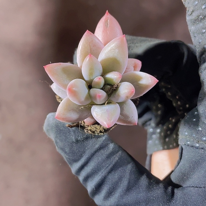 50精品红蜻蜓2颗一组