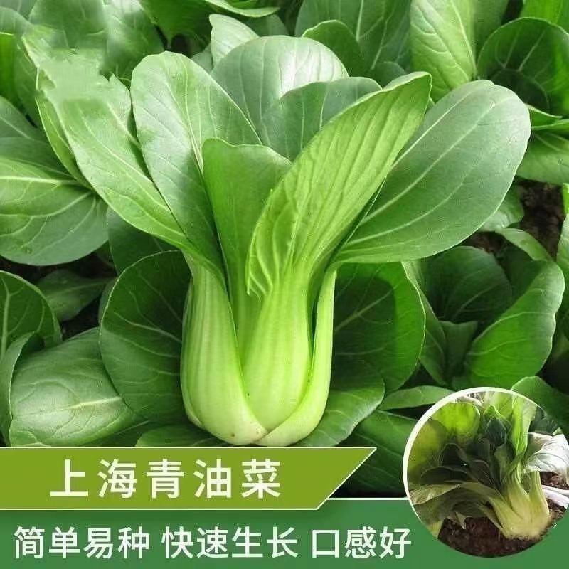 上海青菜籽种子优良种籽青菜耐寒抗病四季菜种孑秋冬蔬菜种籽大全