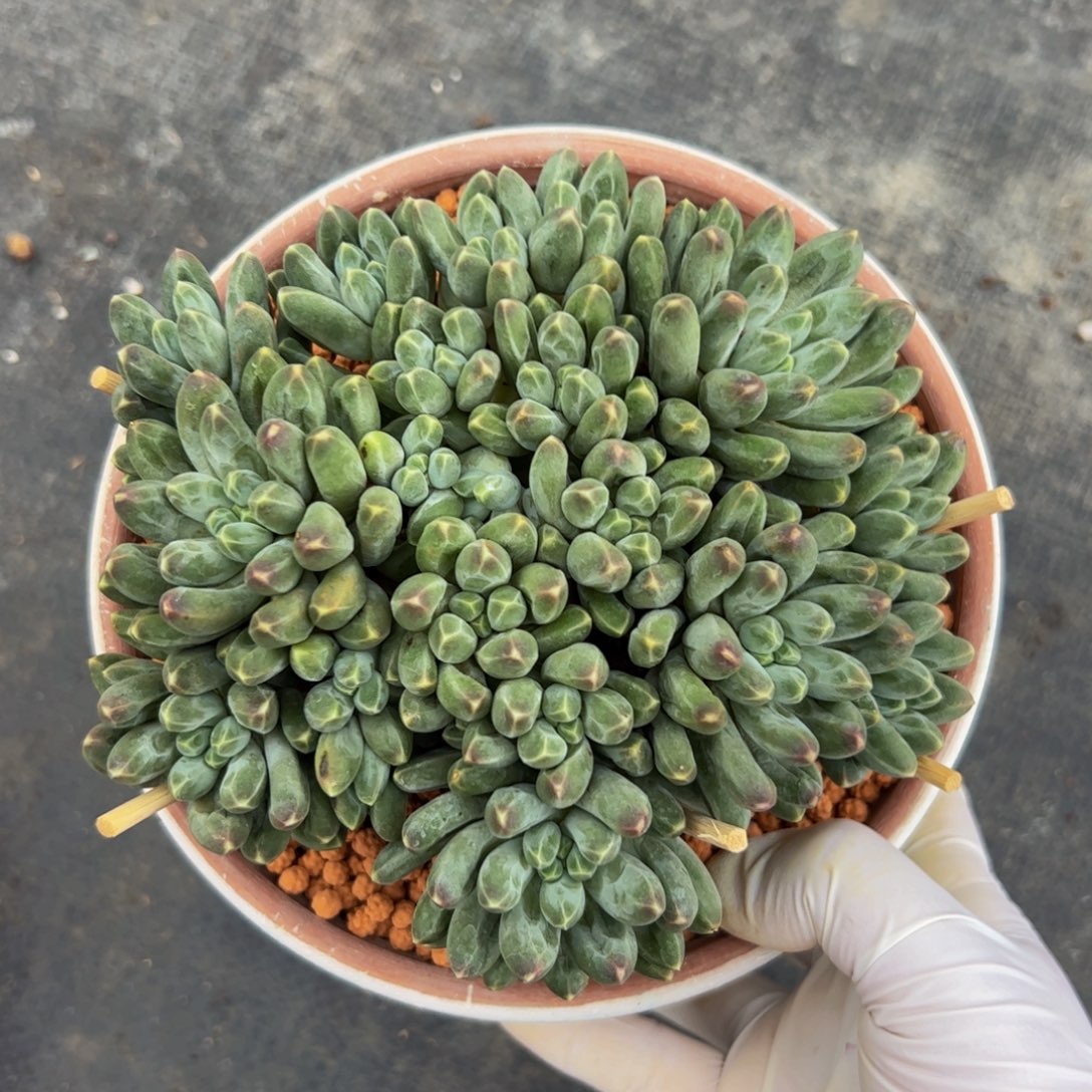 20个头伊卡多肉植物