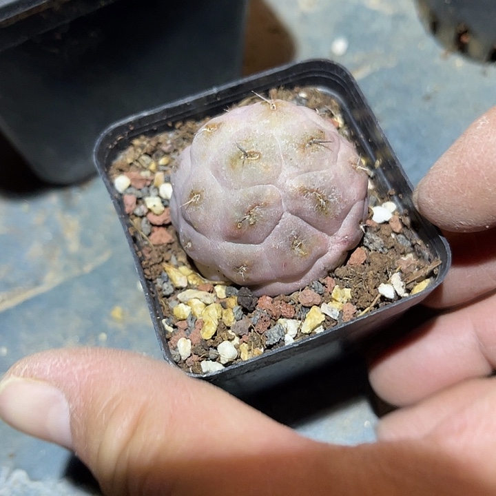 满38包邮2天凑单，脱土晾根发货多肉植物