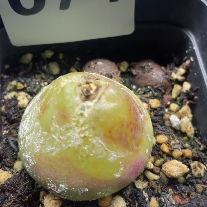 674大灯泡10年母本3.8c m