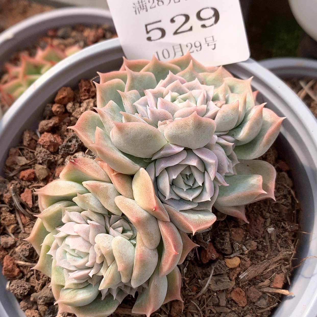 【闪购商品】云529号