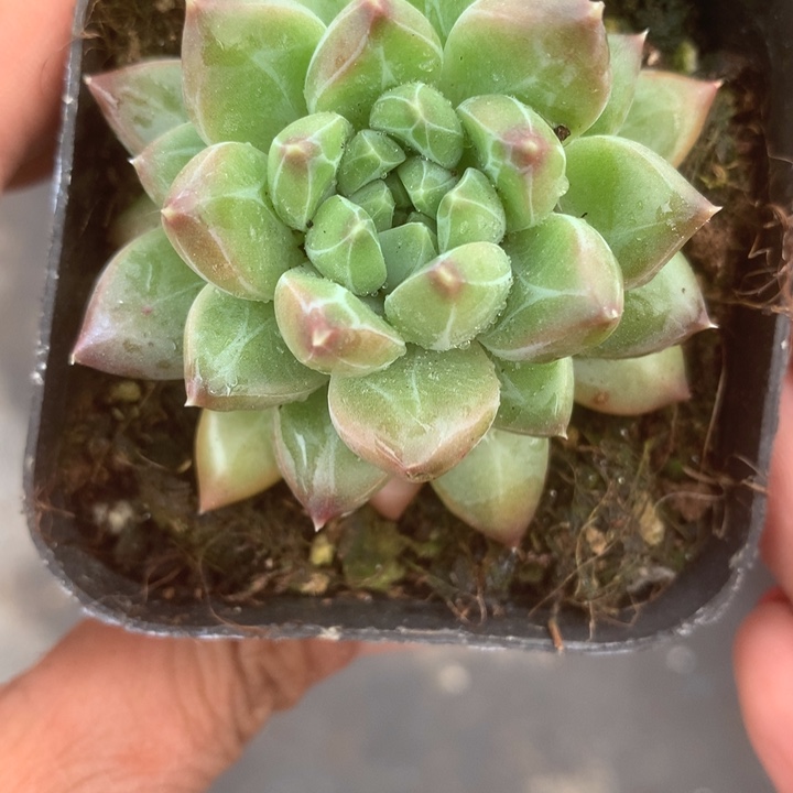 绿钻。美人。（满9.99包邮不满9.99发叶子）