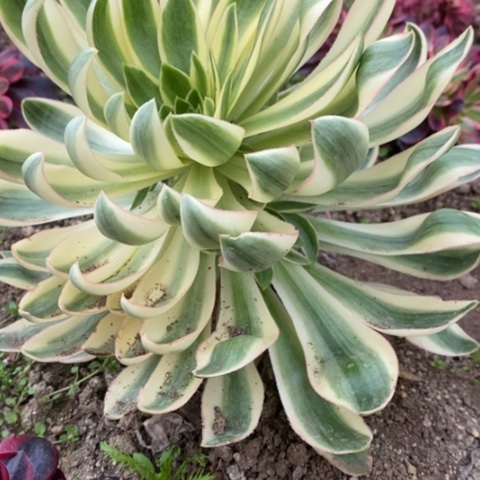 114青莲满25包邮多肉