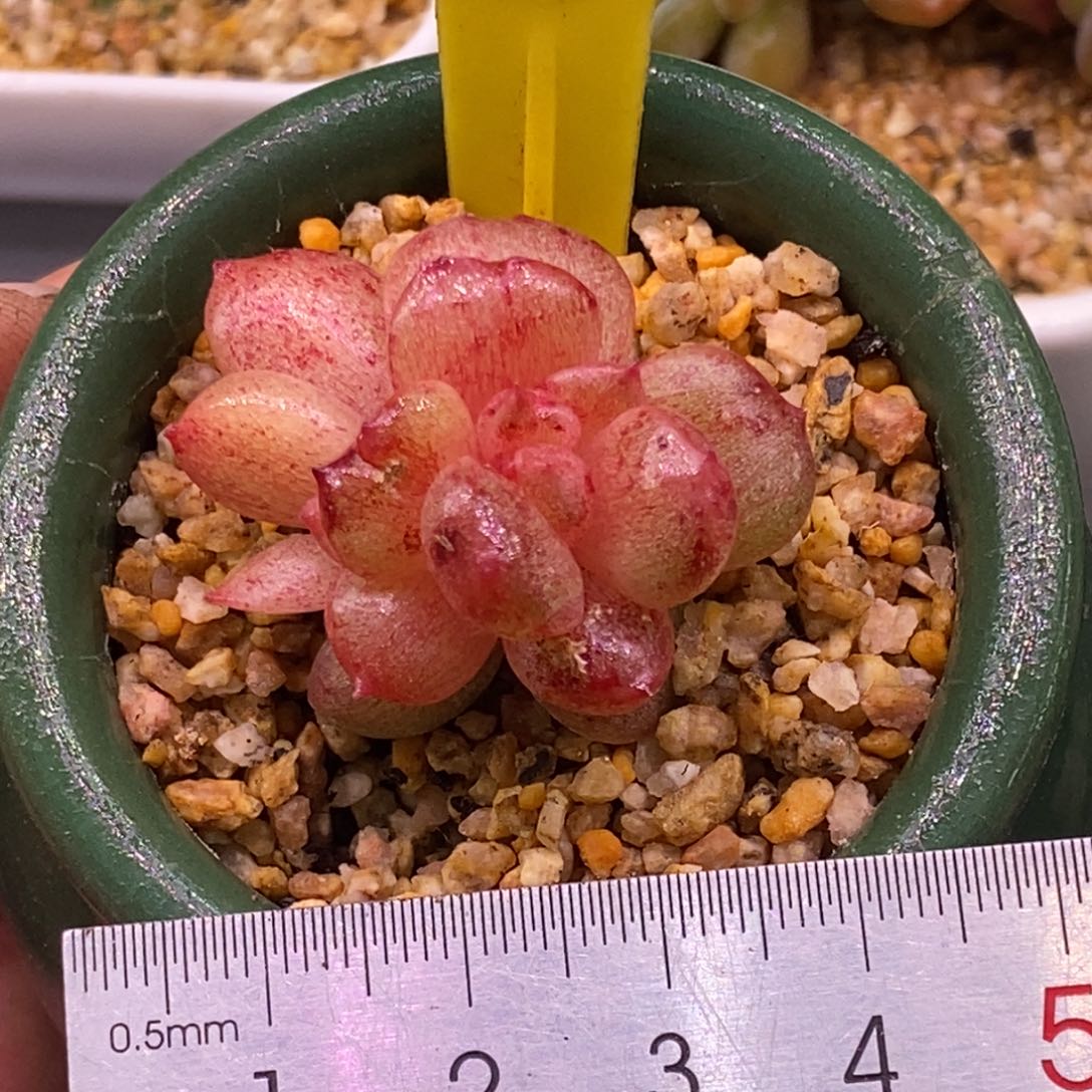 9183糖心满拉丝锦
