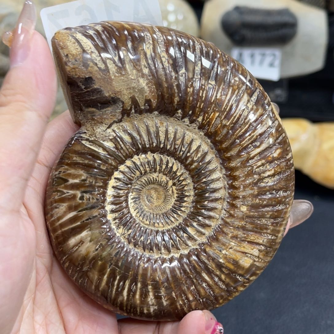 辽西古生物研究学会