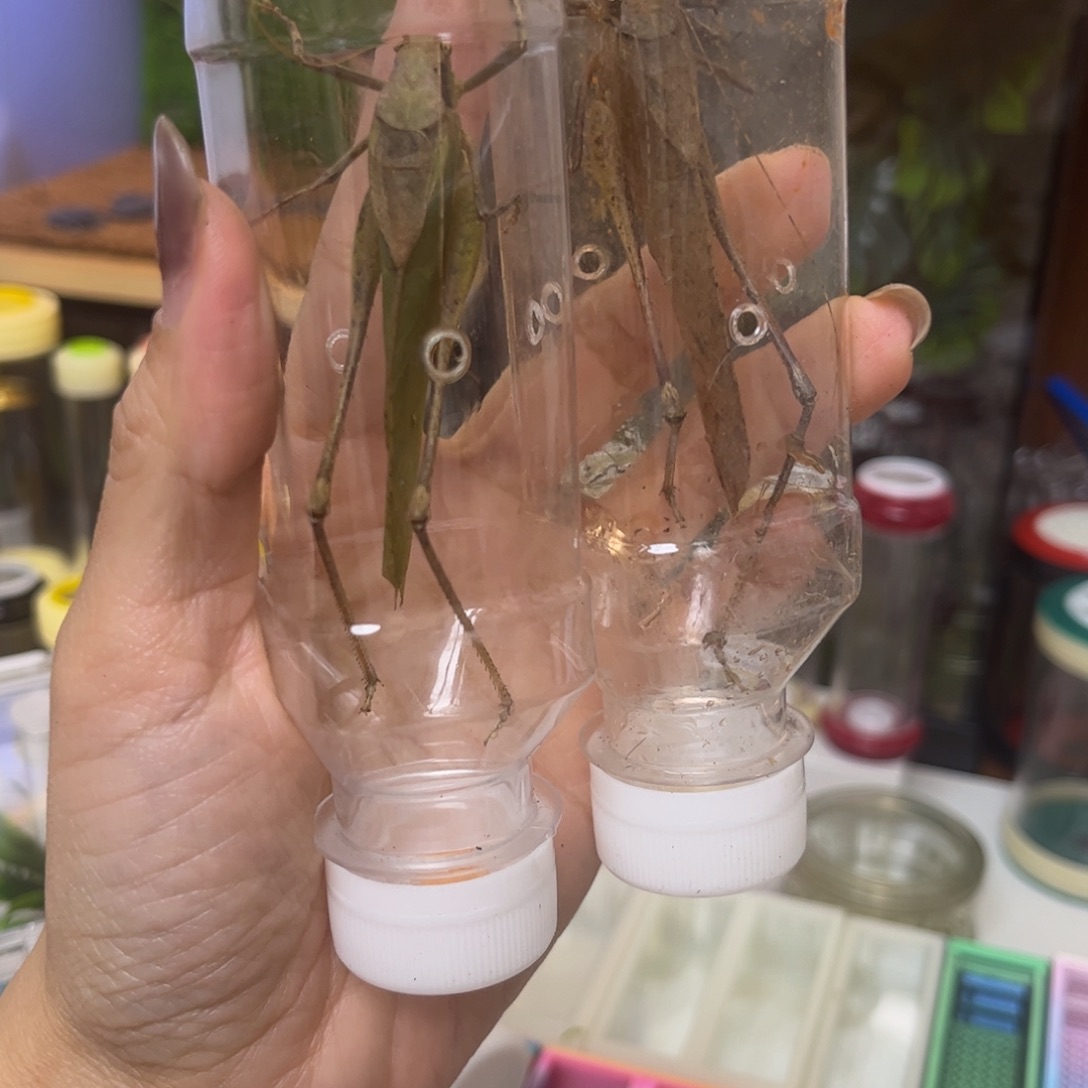 野生蛙仿2只短须拍拍拍