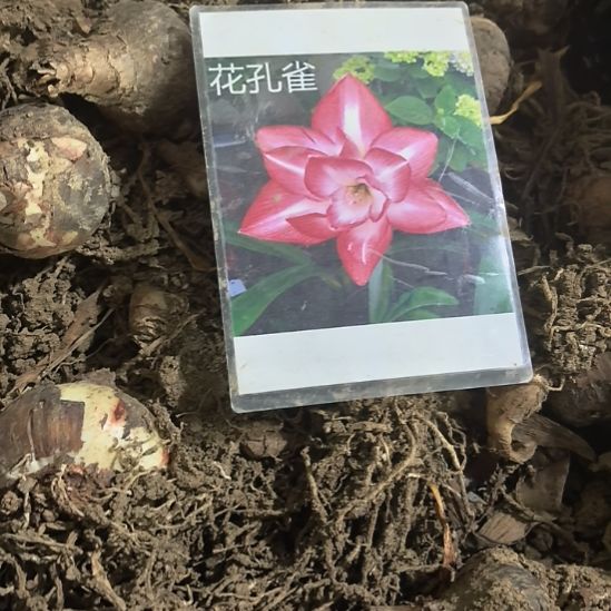 当前无花栽培后可以开花花孔雀6厘米裸根球