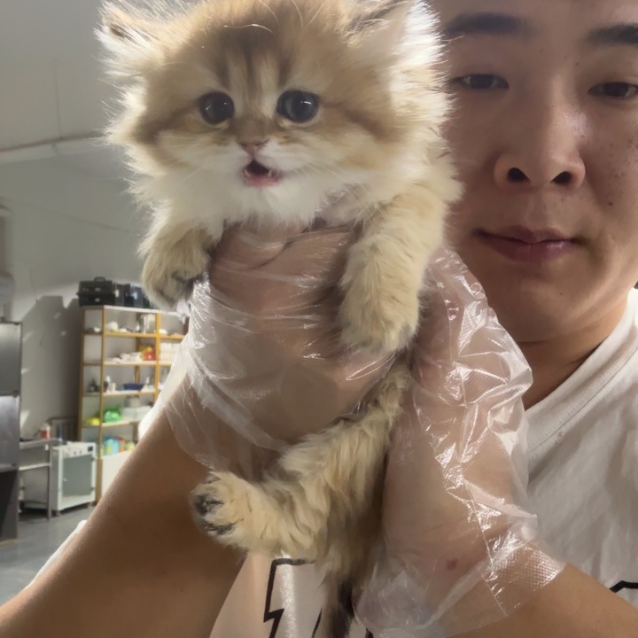 金渐层长毛妹妹 尾巴毛没齐 不包运费