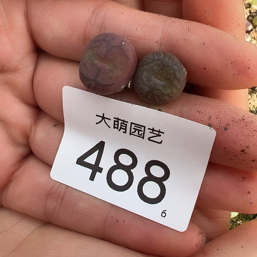 0000488一物一拍……